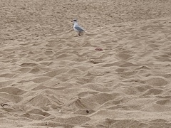 Ichthyaetus melanocephalus