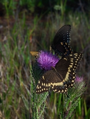 Papilio palamedes