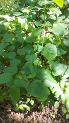 Smilax rotundifolia