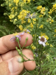 Symphyotrichum oolentangiense