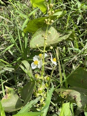 Sagittaria brevirostra
