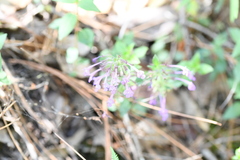 Hedeoma costata