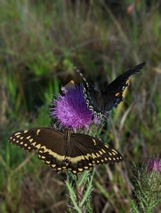 Papilio palamedes