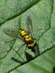 Condylostylus comatus