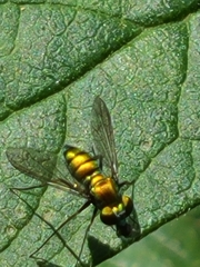 Condylostylus comatus