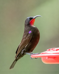 Chalcomitra amethystina