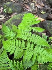 Macrothelypteris torresiana