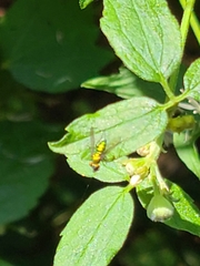 Condylostylus comatus