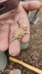 Phrynosoma orbiculare