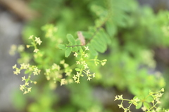 Galium pringlei