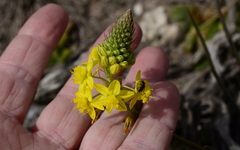 Bulbine
