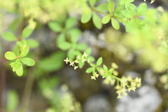 Galium pringlei
