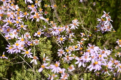 Felicia filifolia