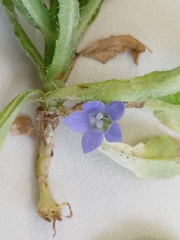 Wahlenbergia marginata