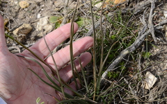 Bulbine
