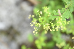 Galium pringlei