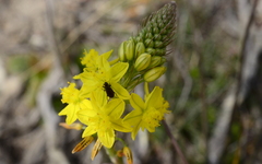 Bulbine