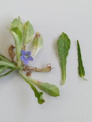 Wahlenbergia marginata