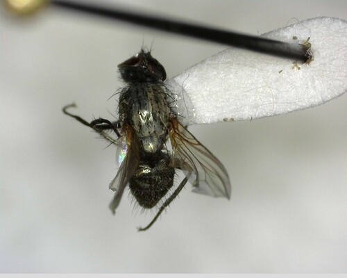 iNaturalist observation photo of Muscoid Flies