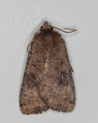Xestia smithii