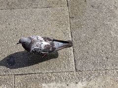 Columba livia domestica