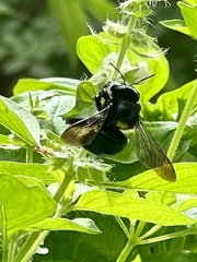 Xylocopa micans