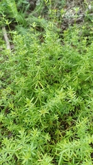 Galium