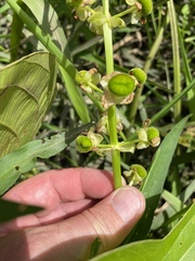 Sagittaria brevirostra