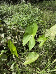 Sagittaria brevirostra