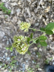 Lespedeza hirta