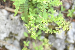 Galium pringlei
