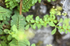 Galium pringlei