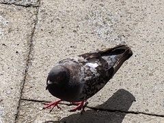Columba livia domestica