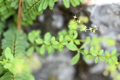 Galium pringlei