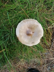 Basidiomycota