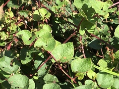 Fallopia cilinodis