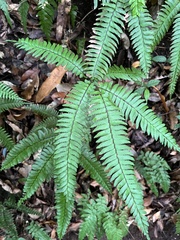 Adiantum tetraphyllum