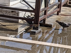 Columba livia domestica