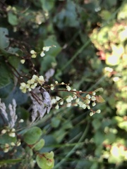 Fallopia cilinodis
