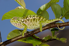 Furcifer lateralis