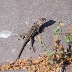 Sceloporus occidentalis bocourtii