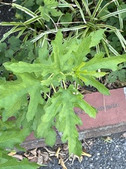 Ambrosia psilostachya