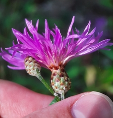 Centaurea nigrescens