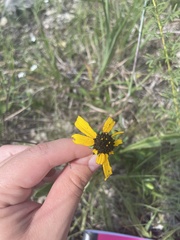Rudbeckia missouriensis