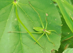 Neobarrettia sinaloae