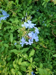 Plumbago auriculata