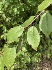 Prunus umbellata