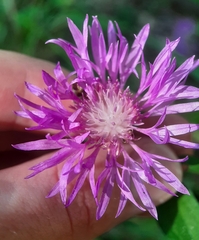 Centaurea nigrescens