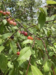 Prunus umbellata