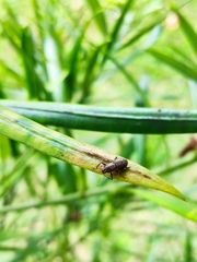 Pantomorus cervinus